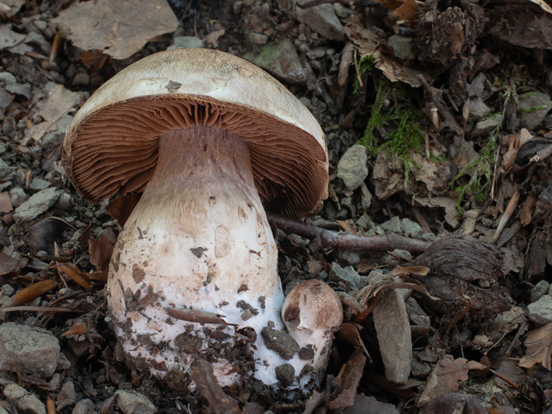Cortinarius pachypus